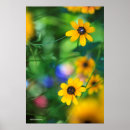 Search for susans posters Black eyed susans