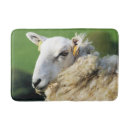 Search for sheep bath mats Farming