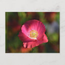 Search for pink poppy postcards Green