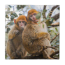 Search for cute monkey gifts Wild