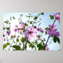 Search for mallow posters Flowers