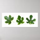 Search for isolated posters Leaf