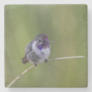 Search for birder coasters Animal