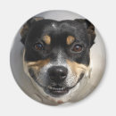 Search for companion magnets Cute
