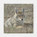 Search for coyote magnets Canines