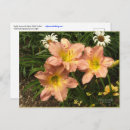 Search for peach flowers postcards Yellow
