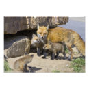 Search for breckenridge posters Animal