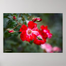 Search for july posters Flowers