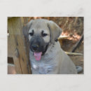 Search for mastiff postcards Cute