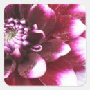 Search for photographers stickers Colour