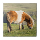 Search for ponies tiles Animal
