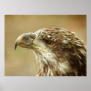 Search for endangered birds posters Wildlife