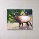 Search for danita delimont canvas prints Bull