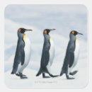 Search for king penguin stickers Animal