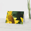 Search for blank sunflower cards Photography