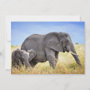 Search for african nations cards Animals in the wild