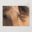 Search for equine image postcards Animal