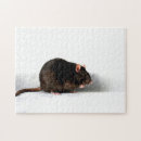 Search for rat puzzles Cute
