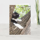 Search for cute kitten thinking of you cards Pets