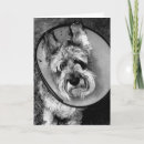 Search for schnauzer photography Pet