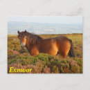Search for ponies postcards England