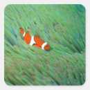 Search for clown fish stickers Underwater