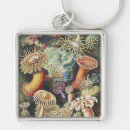 Search for anemones key rings Ernst haeckel