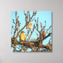 Search for robin bird canvas prints Nature