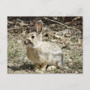 Search for tailed postcards Wildlife photography