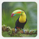 Search for toucan bird stickers Colourful