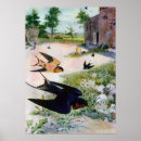 Search for barn swallow posters Swallows