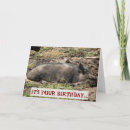 Search for hogs photography Humour