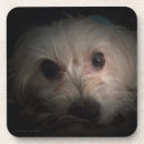 Search for rescue coasters Puppy