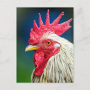 Search for close ups postcards Chicken