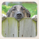 Search for german shepherd coasters Puppy