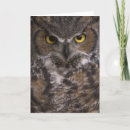 Search for owl bird cards Hoot
