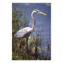 Search for greg posters Wildlife
