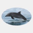 Search for marine animal stickers Dolphin