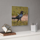 Search for crows photography Wildlife