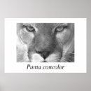 Search for puma mountain cat posters Panther