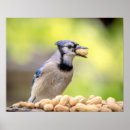 Search for blue jay posters Wildlife
