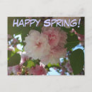 Search for spring blossoms postcards Cherry