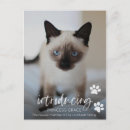 Search for adopted cat Kitten
