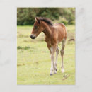 Search for pony postcards Wild