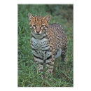 Search for endangered species art Animal