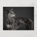 Search for whippet dog postcards White