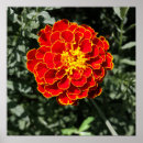 Search for marigold posters Orange