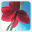 Search for amaryllis stickers Red