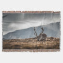 Search for reindeer blankets Wild