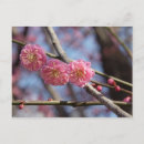 Search for prunus postcards Flower